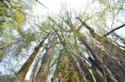 Low angle view of trees in forest against sky