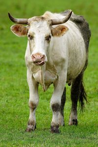 Close-up of cow on grass