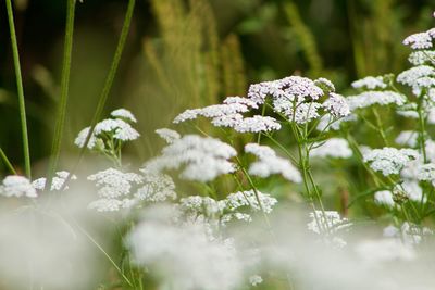 Close-up of white flowering plants on field