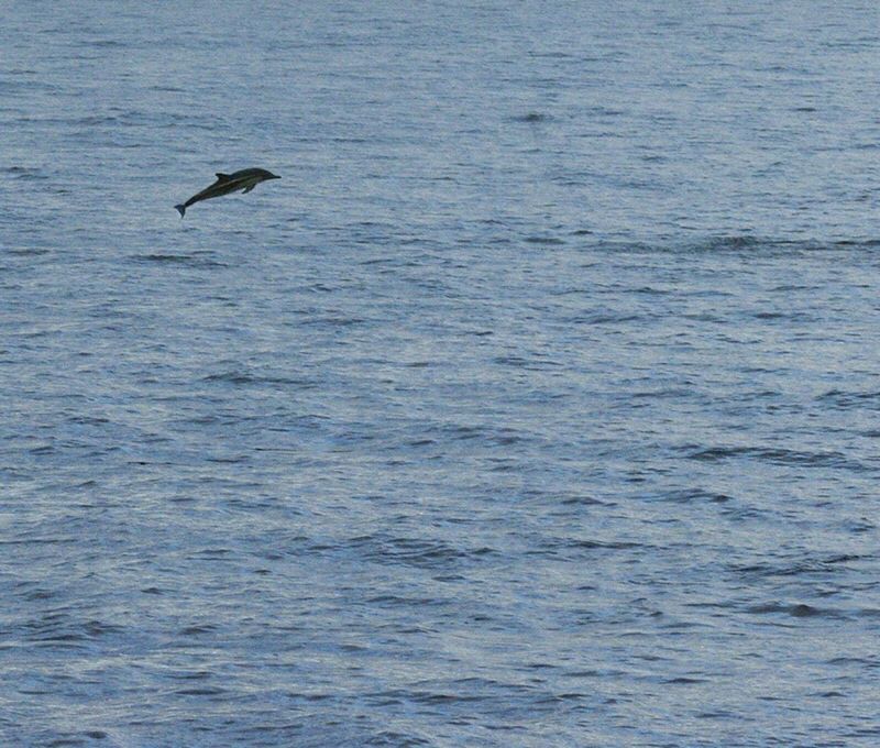 SEAGULL FLYING OVER SEA