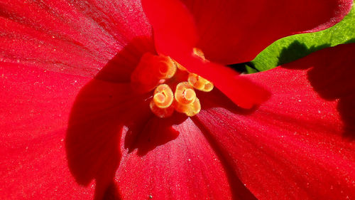 Close-up of red hibiscus