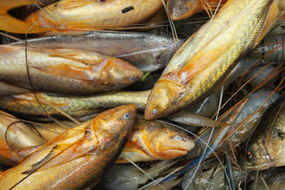 Close-up of fish for sale in market