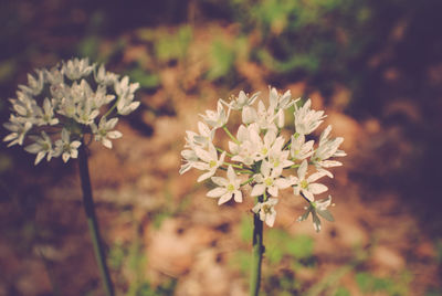 Close-up of flowers blooming outdoors