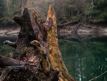Dead tree in forest