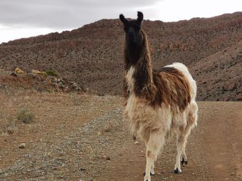 Llama standing in the ground