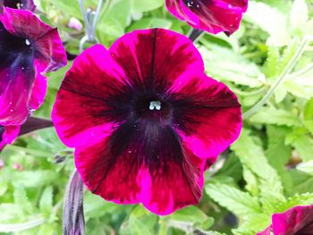 Close-up of purple flowers blooming outdoors