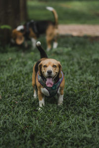Portrait of dog on field