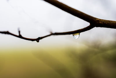 Close-up of water drops on twig