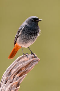 Close-up of bird perching on branch