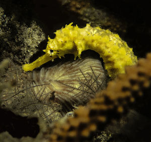 Close-up of yellow underwater