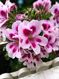 Close-up of pink flowers