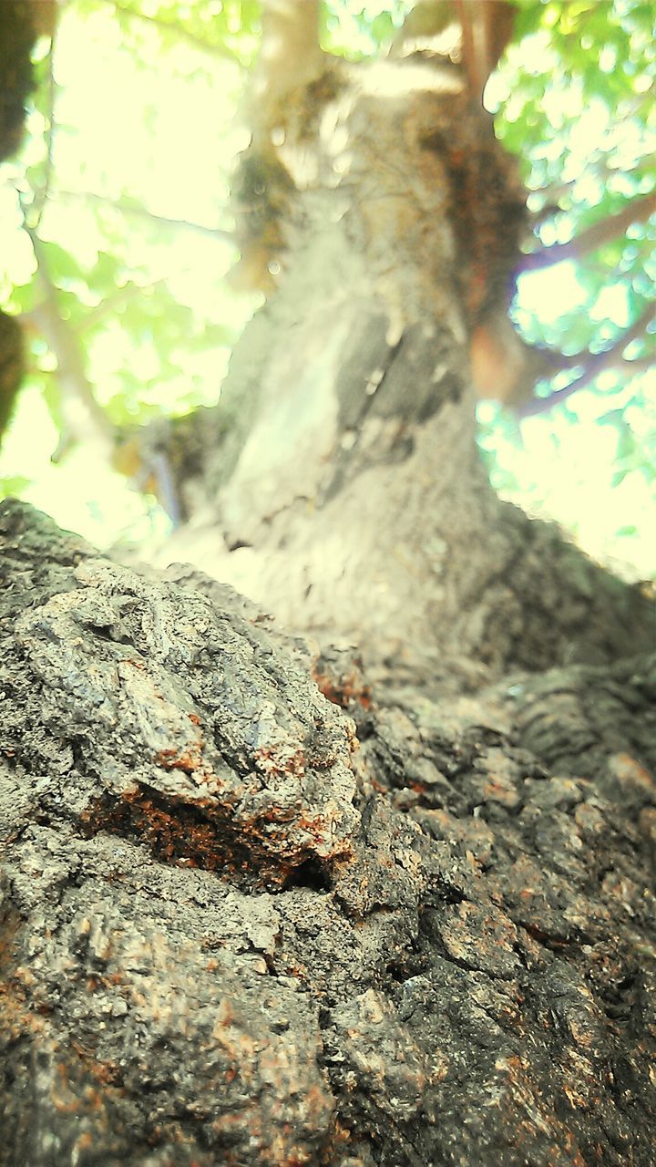 tree trunk, tree, textured, close-up, wildlife, rough, animals in the wild, animal themes, nature, focus on foreground, one animal, selective focus, bark, forest, branch, rock - object, wood - material, day, moss, natural pattern