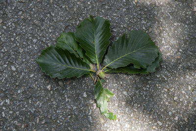 View of the acom with leaves fallen on the ground