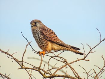 Low angle view of eagle perching on branch