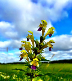 Yellow flowers growing in field