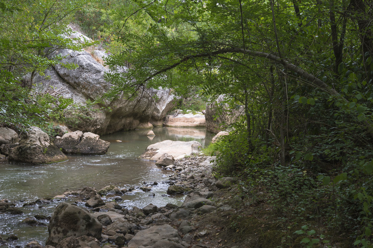 VIEW OF RIVER FLOWING THROUGH ROCKS IN FOREST