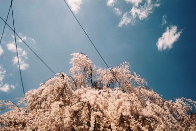Low angle view of flower trees against blue sky