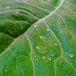 Full frame shot of leaves