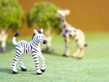 Close-up of a spider on wall