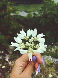 Cropped hand of woman holding flower