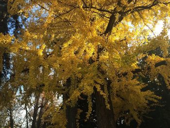 Low angle view of trees against sky during autumn