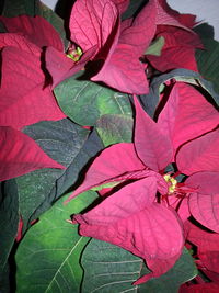 Close-up of leaves