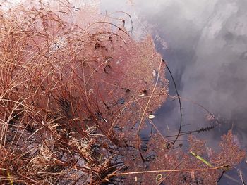 Close-up of plants