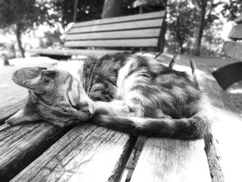 Cat sleeping on bench