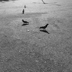 High angle view of birds on sand at beach