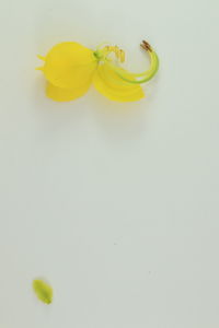 Close-up of yellow rose over white background