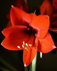 Close-up of orange rose flower