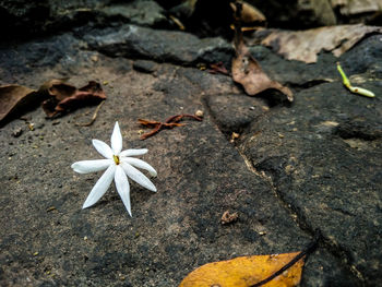 High angle view of white flowering plant leaves