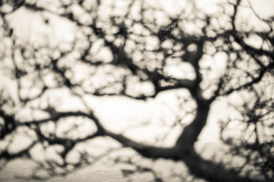 Low angle view of bare trees