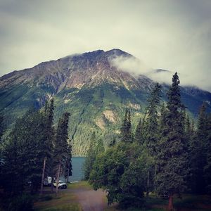 Trees on mountain against sky