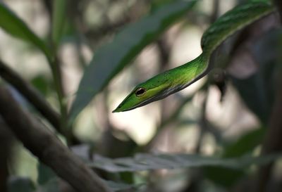 Close-up side view of green snake in forest