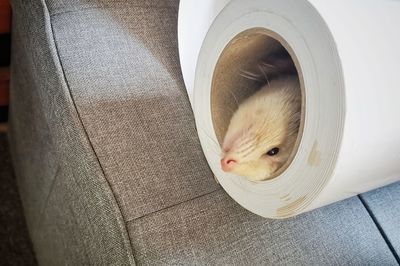 High angle view of white ferret 