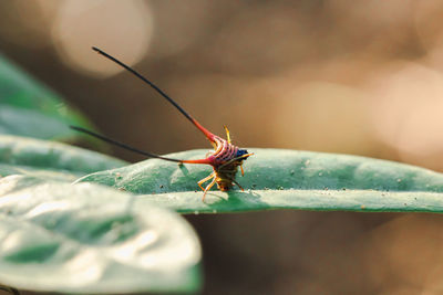 Close-up of insect