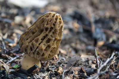 Close-up of mushroom growing on field