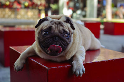 Close-up portrait of a dog