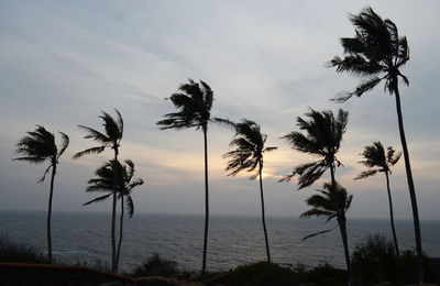 Palm trees on beach against sky