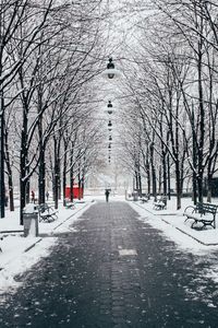 Snow covered road amidst bare trees in city