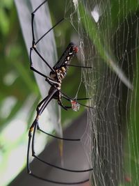 Close-up of spider on web