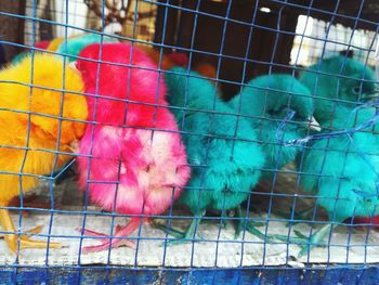 Close-up of parrot in cage