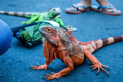 Iguana with a beautiful body color