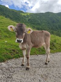 Cow standing in a field