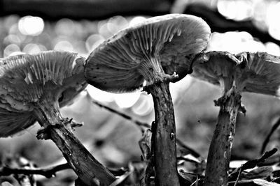 Close-up of mushrooms growing on tree