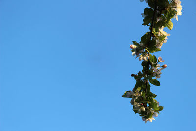 Low angle view of flowering plant against clear blue sky