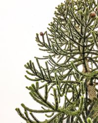 Close-up of plant against white background