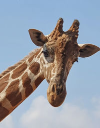 Low angle view of giraffe against sky