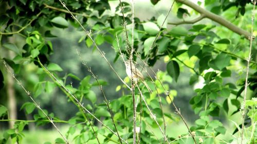 Close-up of spider web on plants